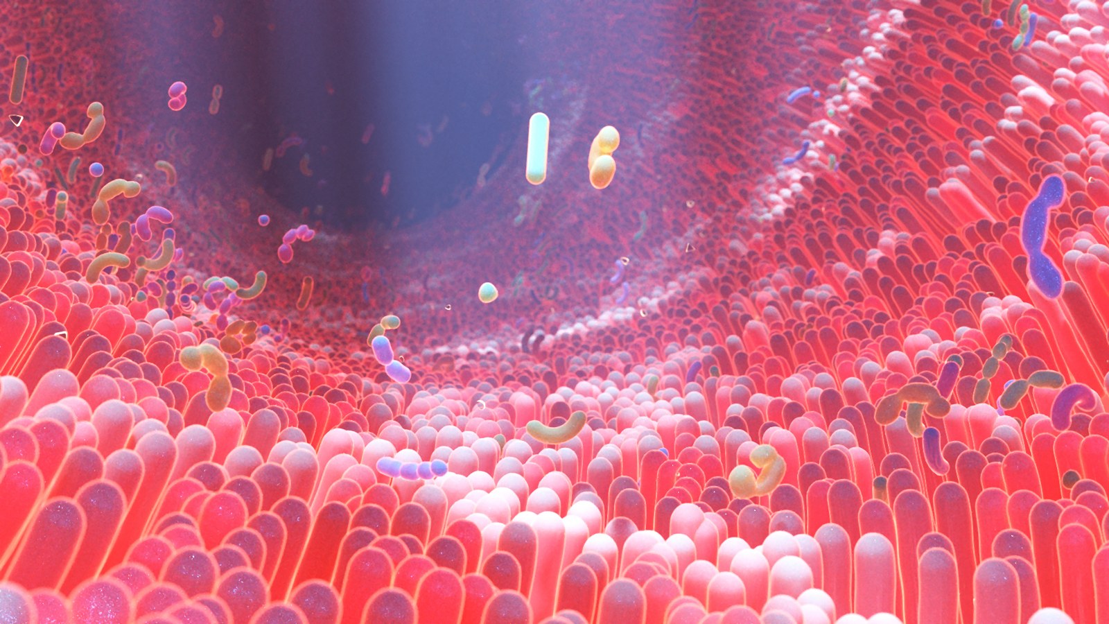 microbiome bacteria inside gut_1600x900 microbiome bacteria inside gut